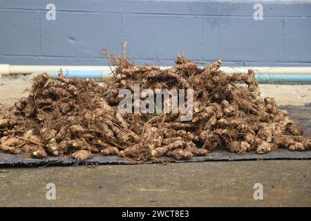 Pile de racines de gingembre fraîchement récoltées du sol. Le gingembre est utilisé comme racine médicinale et aussi comme ingrédient dans les aliments Banque D'Images