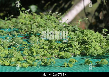 Groupe de vignes de gourdes amères poussant sur le potager maison. Plantes de gourdes amères en croissance Banque D'Images