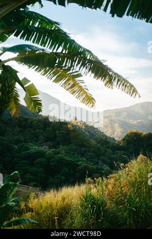 Le feuillage vert luxuriant encadre une vue sur un paysage montagneux tropical lointain sous un ciel clair Banque D'Images
