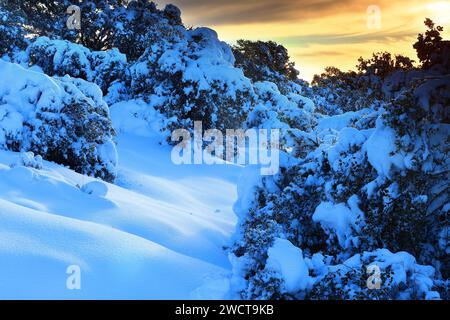 Le crépuscule descend sur une épaisse forêt de chênes verts enneigés à Guadalajara avec les arbres drapés de neige reflétant la lueur chaude du soleil couchant Banque D'Images