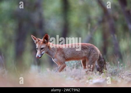 Vue latérale du renard roux juvénile est alerte dans la forêt sa fourrure se mêlant avec l'environnement naturel Banque D'Images
