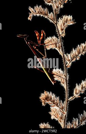 Une mante religieuse solitaire dressée sur une plante séchée, se détachant sur un fond noir, mettant en valeur son profil distinctif. Banque D'Images