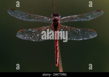 Gros plan d'une libellule aux ailes délicates et couvertes de rosée, perchée gracieusement sur une petite brindille sur un fond vert doux. Banque D'Images