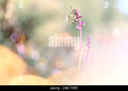 Un papillon à queue d'aronde (Papilio machaon) reposant sur les délicates fleurs violettes d'un Orchis Mascula dans un cadre naturel doux et concentré Banque D'Images