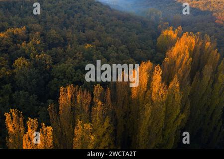 Vue de dessus de la lumière dorée baigne la cime des arbres d'Alcarria contrastant avec les verts profonds de la forêt environnante au crépuscule Banque D'Images