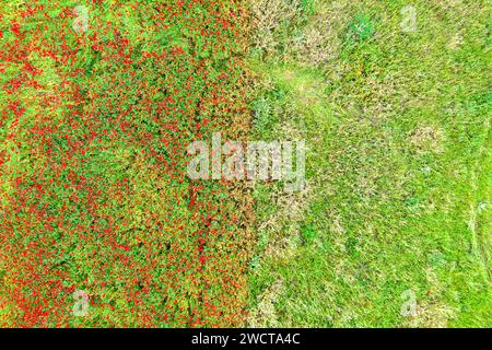 Vue de dessus d'un champ vert vibrant parsemé de fleurs rouge vif créant une belle mosaïque naturelle Banque D'Images