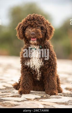 Poised Spanish Water Dog est assis sur un chemin pavé, présentant son manteau frisé brun et blanc, regardant la caméra avec un comportement heureux Banque D'Images