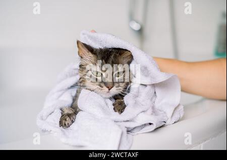 Un chat tabby gris humide enveloppé dans une serviette blanche à l'air grincheux après un bain Banque D'Images