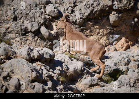 Un mouton baresque solitaire aussi connu sous le nom d'aoudad ou arrui navigue sur le terrain rocheux de son habitat naturel Banque D'Images