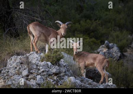 Deux de moutons barbaresques rassemblent sur terrain rocheux leurs cornes incurvées caractéristiques de l'espèce Banque D'Images