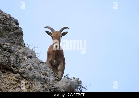 D'en bas de moutons barbares se dresse majestueusement sur un bord de falaise surveillant ses environs avec des yeux vifs Banque D'Images