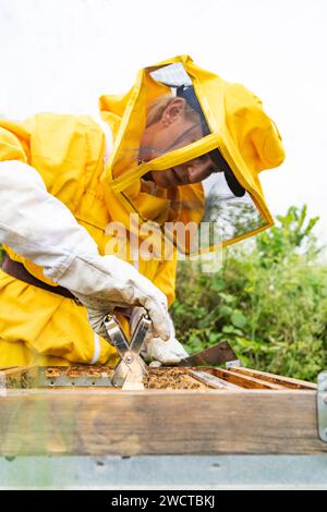 Vue latérale de l'apicultrice femelle en uniforme de protection jaune et gants blancs examinant la ruche en nid d'abeille avec les abeilles pendant le travail rucher par jour ensoleillé Banque D'Images