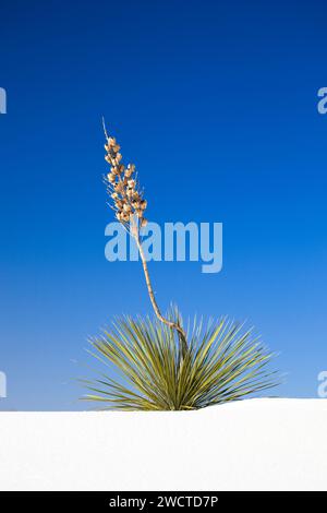 Yucca, Palmlilie, Yucca, Agavengewächs wächst in GIPS Sanddünen, White Sands National Monument, New Mexico, USA, Nord Amerika Banque D'Images