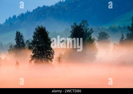 Nebelschwaden und Bäume beim Hochmoor Rothenthurm, Kanton Schyz, Suisse Banque D'Images