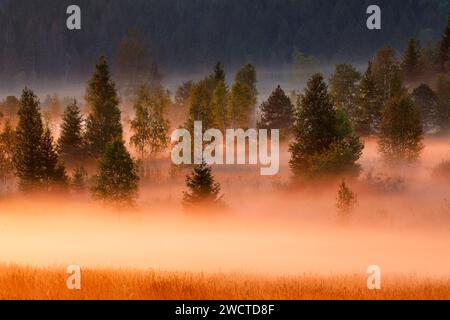 Nebelschwaden und Bäume beim Hochmoor Rothenthurm, Kanton Schyz, Suisse Banque D'Images