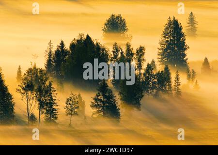 Nebelschwaden und Bäume beim Hochmoor Rothenthurm, Kanton Schyz, Suisse Banque D'Images