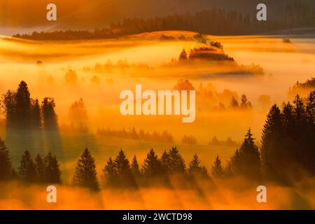 Nebelschwaden und Wald beim Hochmoor Rothenthurm, Kanton Schyz, Suisse Banque D'Images