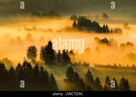 Nebelschwaden und Wald beim Hochmoor Rothenthurm, Kanton Schyz, Suisse Banque D'Images