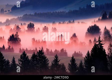 Nebelschwaden und Bäume beim Hochmoor Rothenthurm, Kanton Schyz, Suisse Banque D'Images