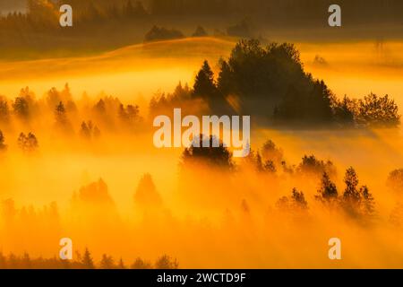 Nebelschwaden und Wald beim Hochmoor Rothenthurm, Kanton Schyz, Suisse Banque D'Images