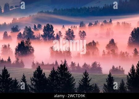 Nebelschwaden und Bäume beim Hochmoor Rothenthurm, Kanton Schyz, Suisse Banque D'Images
