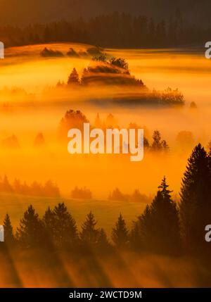 Nebelschwaden und Wald beim Hochmoor Rothenthurm, Kanton Schyz, Suisse Banque D'Images