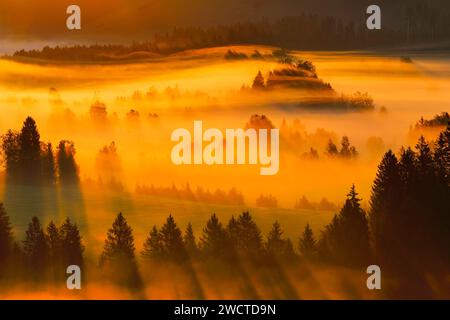 Nebelschwaden und Wald beim Hochmoor Rothenthurm, Kanton Schyz, Suisse Banque D'Images