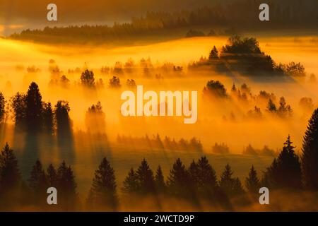 Nebelschwaden und Wald beim Hochmoor Rothenthurm, Kanton Schyz, Suisse Banque D'Images