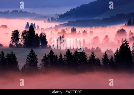 Nebelschwaden und Bäume beim Hochmoor Rothenthurm, Kanton Schyz, Suisse Banque D'Images