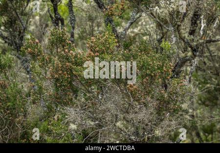 Erica canariensis, une bruyère indigène autrefois classifiée Erica arborea, en graines dans les bois de monteverde, Teno Alto, Tenerife, îles Canaries Banque D'Images