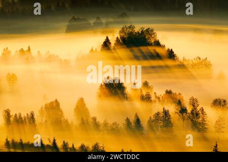 Nebelschwaden und Wald beim Hochmoor Rothenthurm, Kanton Schyz, Suisse Banque D'Images