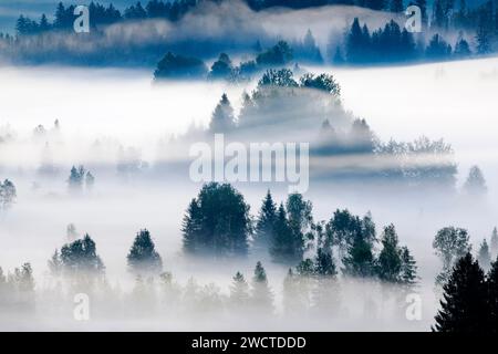 Nebelschwaden und Wald beim Hochmoor Rothenthurm, Kanton Schyz, Suisse Banque D'Images