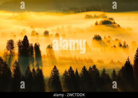 Nebelschwaden und Wald beim Hochmoor Rothenthurm, Kanton Schyz, Suisse Banque D'Images