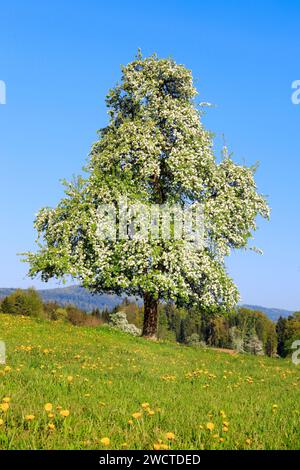 Blühender Birnbaum im Frühling, Schweiz Banque D'Images