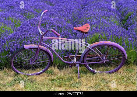 Un vélo dans un champ de lavande sur un après-midi tranquille passé dans le beau champ Banque D'Images