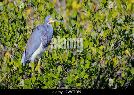 Héron tricolore (Egretta tricolor) perché dans la mangrove, Merritt Island, Floride, USA. Banque D'Images