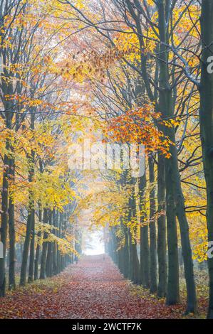 Sentier de randonnée dans la brume à la forêt d'automne colorée, Heemstede, pays-Bas. Banque D'Images