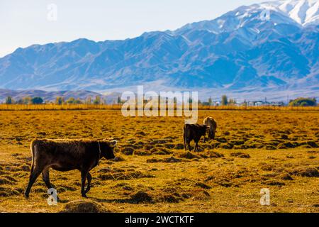 groupe de vaches rentrant à la maison après-midi ensoleillé d'automne après-midi après-midi ensoleillé d'automne après-midi de pâturage en liberté sur le champ d'herbe sèche jaune Banque D'Images