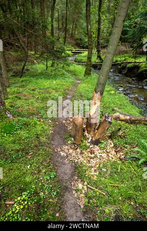 Activité castor dans la forêt de Cropton. Banque D'Images