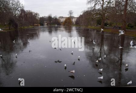 Londres, Angleterre, Royaume-Uni. 17 janvier 2024. Les goélands se dressent sur le lac gelé à St James's Park dans le centre de Londres avec une vue sur Buckingham Palace alors que les températures glaciales continuent autour du Royaume-Uni. (Image de crédit : © Vuk Valcic/ZUMA Press Wire) USAGE ÉDITORIAL SEULEMENT! Non destiné à UN USAGE commercial ! Banque D'Images