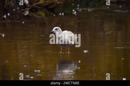 Londres, Royaume-Uni. 17 janvier 2024. Une mouette se dresse sur le lac gelé dans un parc à Londres alors que les températures glaciales continuent autour du Royaume-Uni. Crédit : Vuk Valcic/Alamy Live News Banque D'Images