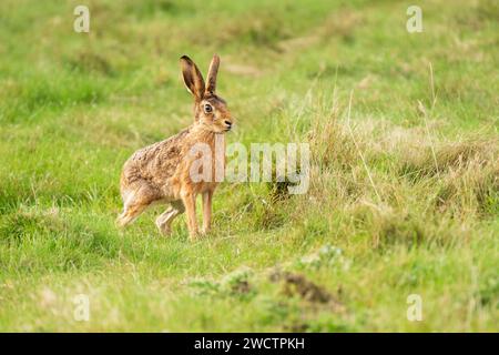 Lepus europaeus - lièvre brun dans l'herbe au Norfolk Wildlife Trust Cley Marais North Norfolk iii debout Cley T.N.-O., octobre 2023 Banque D'Images