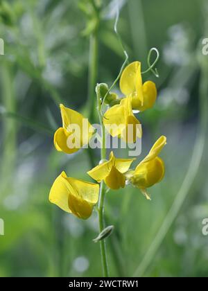 Vetchling des prés, Lathyrus pratensis, également connu sous le nom de Meadow Pea ou Meadow Pea-vigne, plante à fleurs sauvages de Finlande Banque D'Images