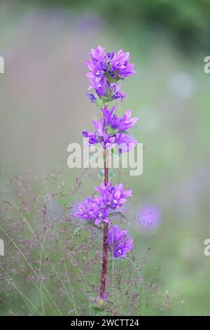 Bellflower groupé, Campanula glomerata, plante sauvage de Finlande Banque D'Images