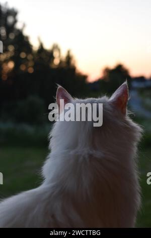 Chat jetant un coup d'œil au coucher du soleil dans une forêt norvégienne Banque D'Images