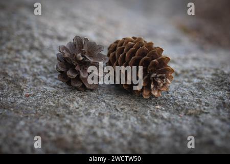 Pommes de pin au sommet d'un gros rocher dans la forêt en Finlande. Banque D'Images