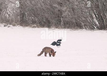 Blankenheim, Allemagne. 17 janvier 2024. Un renard est attaqué par une pie tout en fouillant dans la neige. Crédit : David Young/dpa/Alamy Live News Banque D'Images