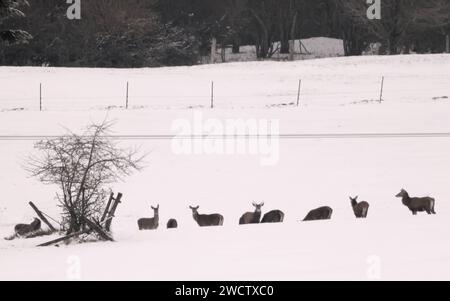 Blankenheim, Allemagne. 17 janvier 2024. Un troupeau de cerfs roux cherche de la nourriture dans la neige dans l'Eifel. Crédit : David Young/dpa/Alamy Live News Banque D'Images