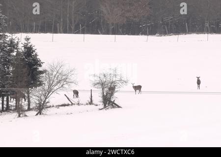 Blankenheim, Allemagne. 17 janvier 2024. Un troupeau de cerfs roux cherche de la nourriture dans la neige dans l'Eifel. Crédit : David Young/dpa/Alamy Live News Banque D'Images