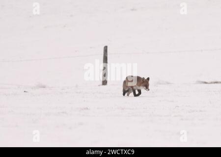 Blankenheim, Allemagne. 17 janvier 2024. Un renard trace à travers la neige dans l'Eifel. Crédit : David Young/dpa/Alamy Live News Banque D'Images